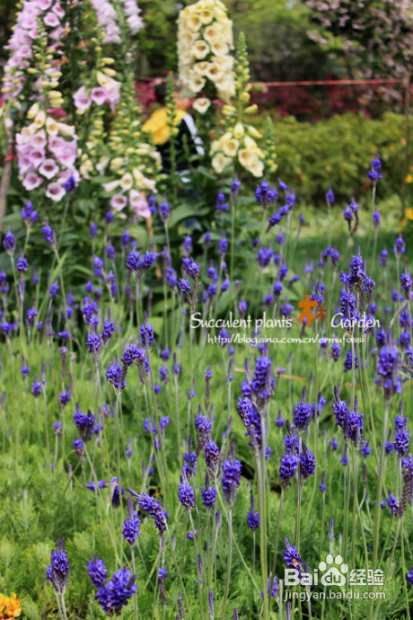 上海植物园（上）