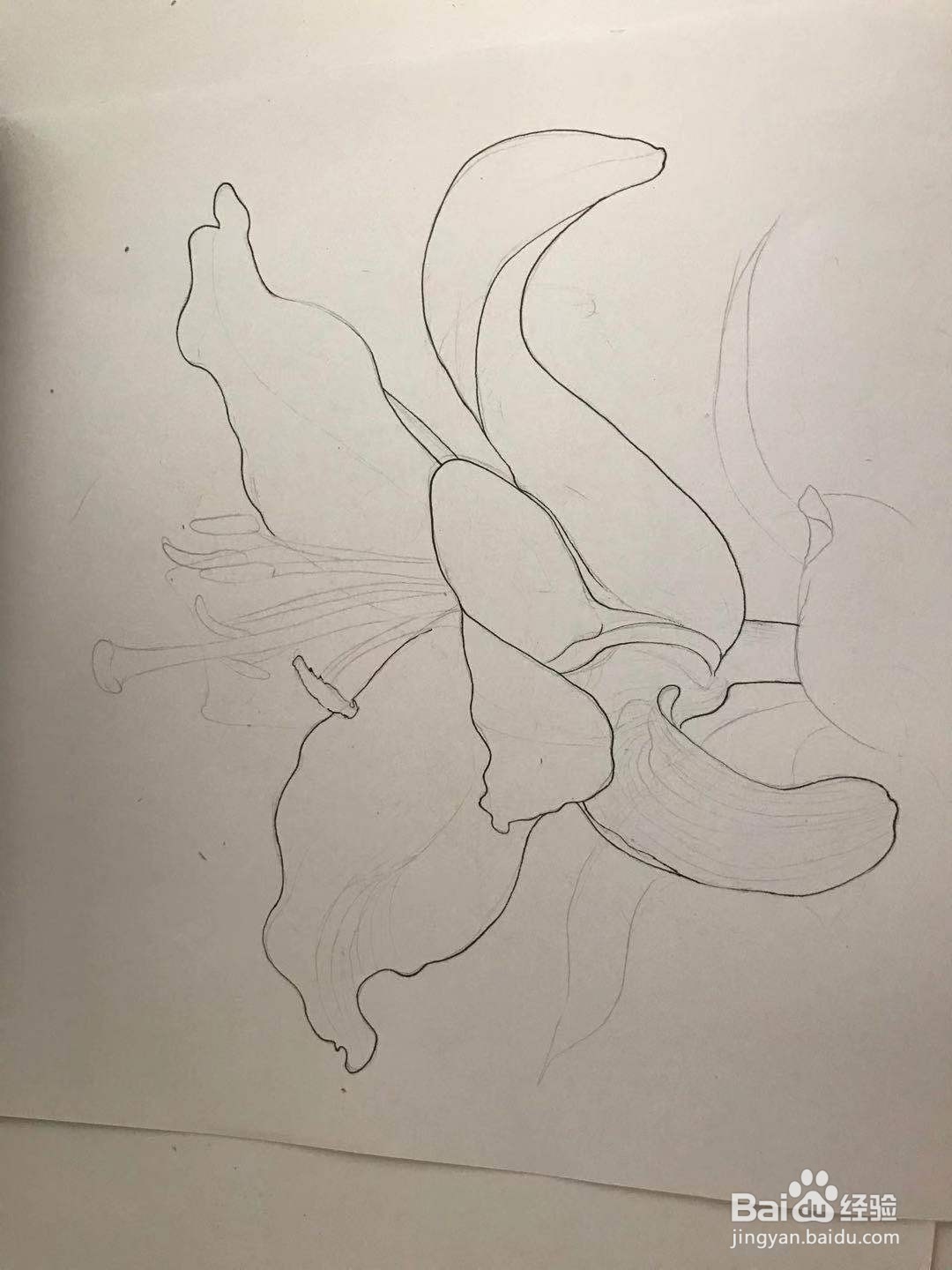 百合花黑白线描画