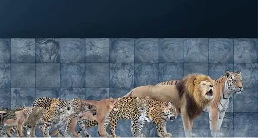 虎指的是猫科动物吗