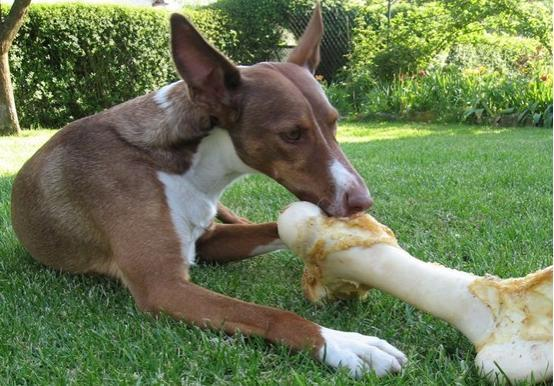 小奶狗闻了管蚊子的药,口吐白沫,该怎么办