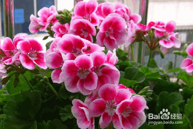 天竺葵的养殖方法和注意事项