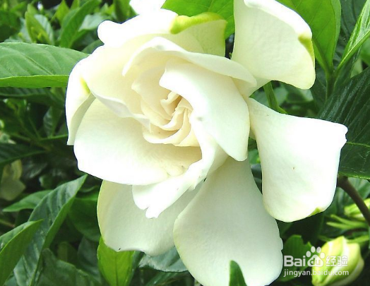 栀子花营养价值及功效