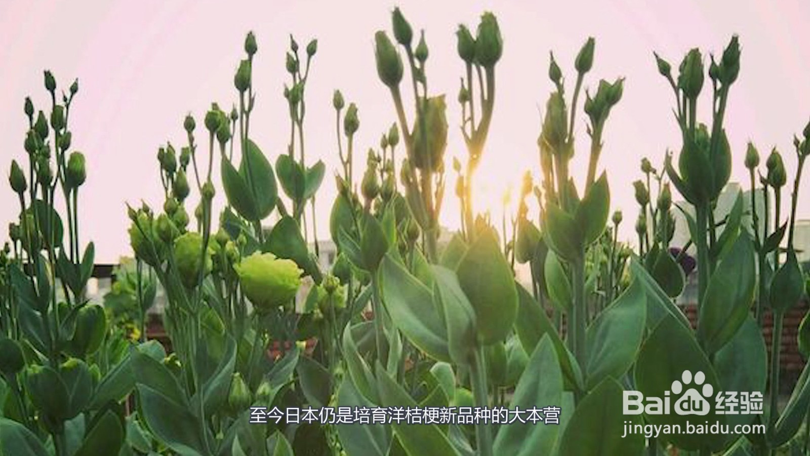 洋桔梗花语是什么