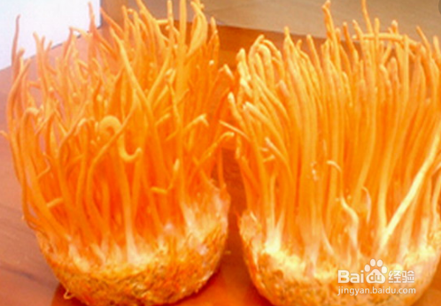 新鲜虫草花的禁忌