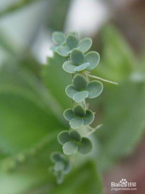 介绍一种多肉植物 落地生根的繁殖方法 百度经验