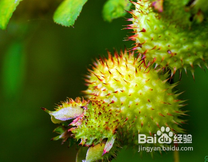 刺梨的功效和食用方法