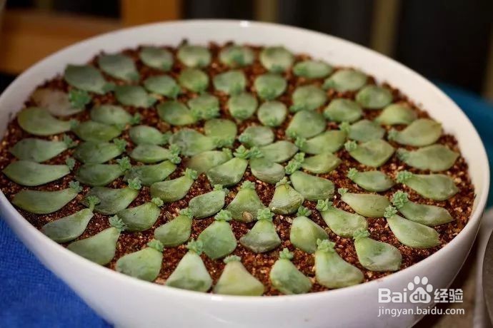 这样叶插多肉叶片轻松变成小森林！