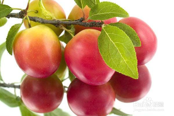 吃青梅可以给身体带来的8个好处