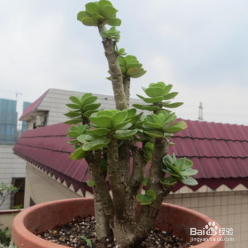 金钱木叶子发黄变软怎么办?