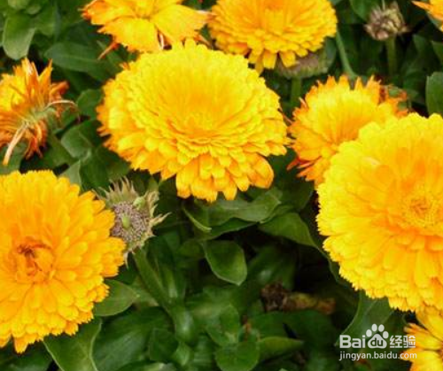 怎样栽培金盏菊?