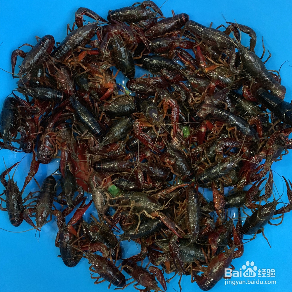 味美鲜香的蒜香小龙虾