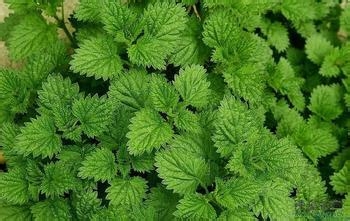 夏季DIY美丽面膜：[10]薄荷保湿面膜