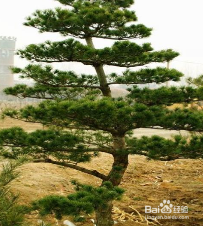 五针松盆景有培养价值吗