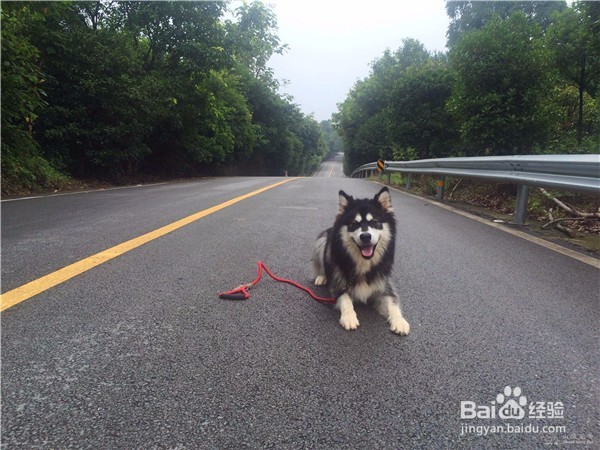 狗狗乱咬东西怎么办?怎么纠正?