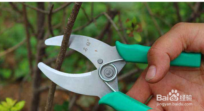 怎样修剪果树。
