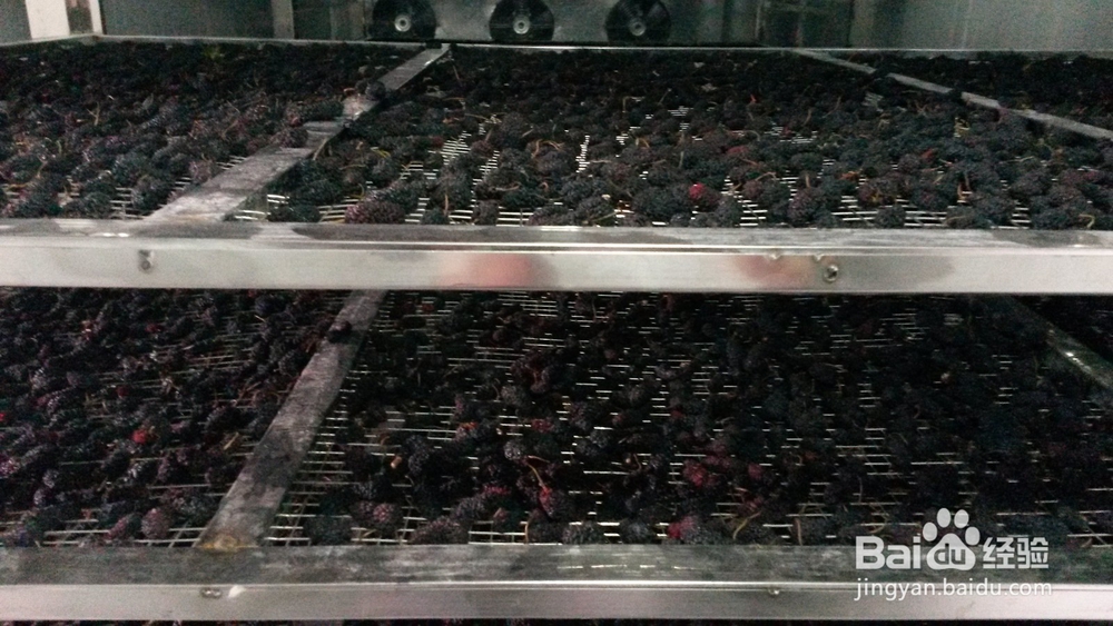 桑葚烘干机的作用,桑椹烘干机的使用