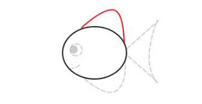 简笔画如何画小鱼