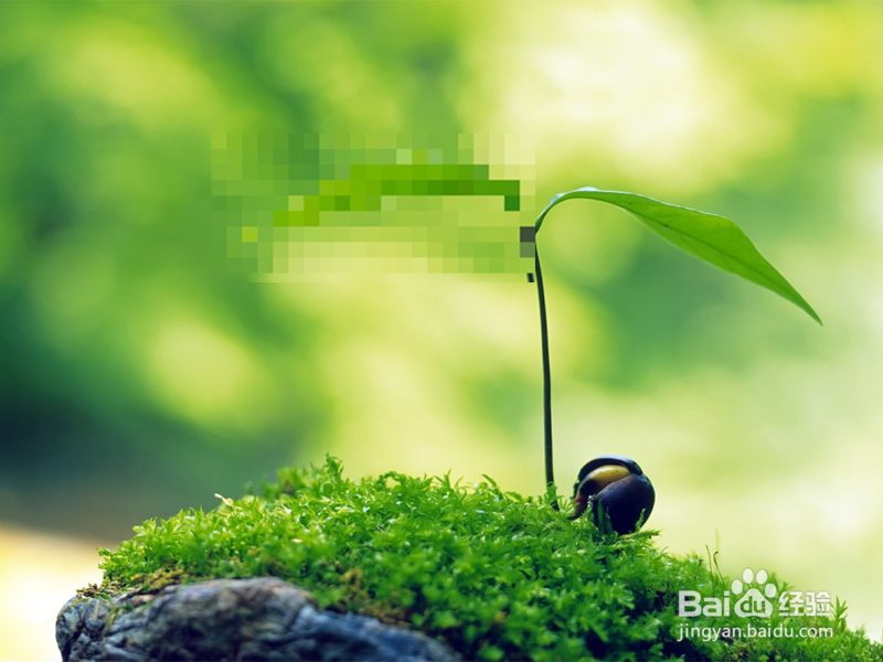 如何利用ppt为图片添加马赛克