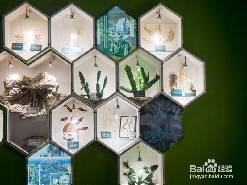 如何保持植物标本的颜色