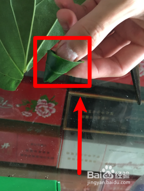 怎么卷海南槟榔叶