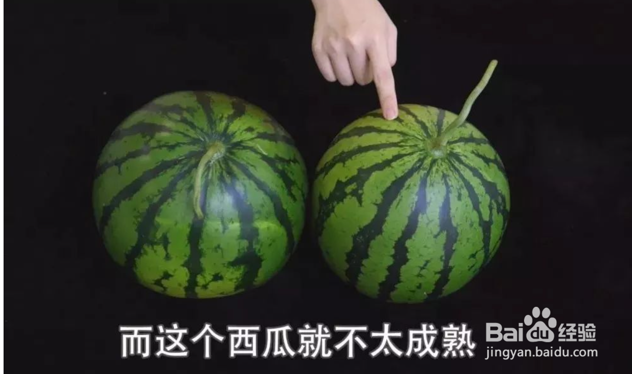 怎么分辨西瓜是熟的还是生的