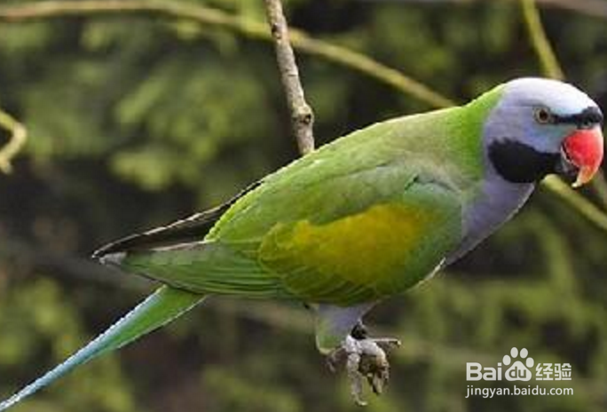 大绯胸鹦鹉怎么养