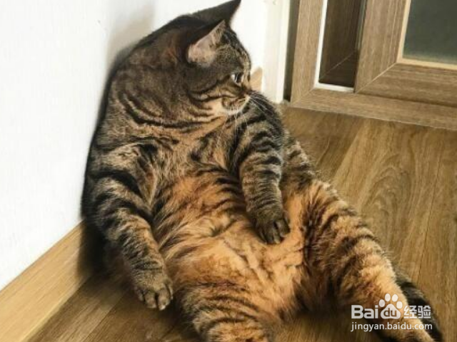 怎么选择购买健康的中国狸花猫？