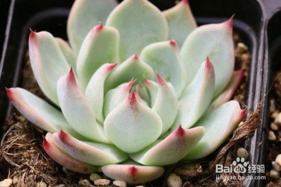 多肉植物招飞虫的解决办法