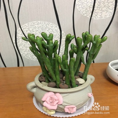绿珊瑚怎样养护