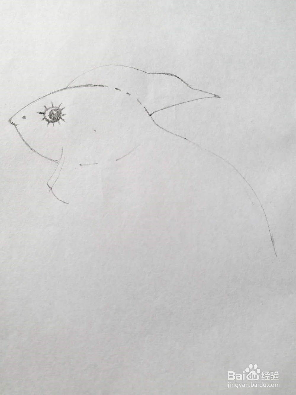 小金鱼的简单画法