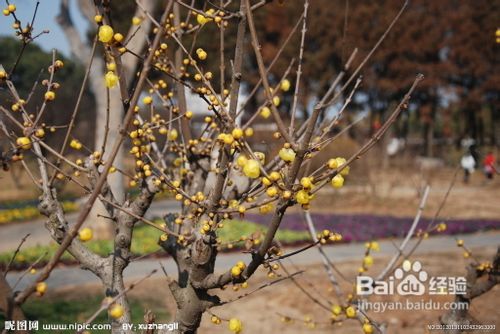 腊梅繁殖技术