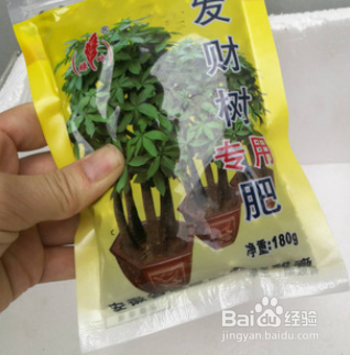 发财树树干萎缩怎么办