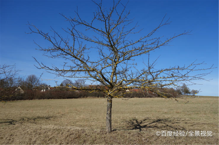 果树环剥的方法及作用