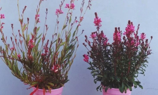 耐寒的花卉是什么