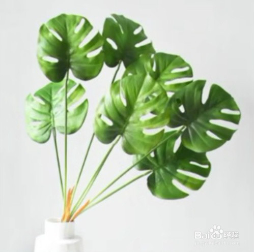 室内放什么绿植好呢