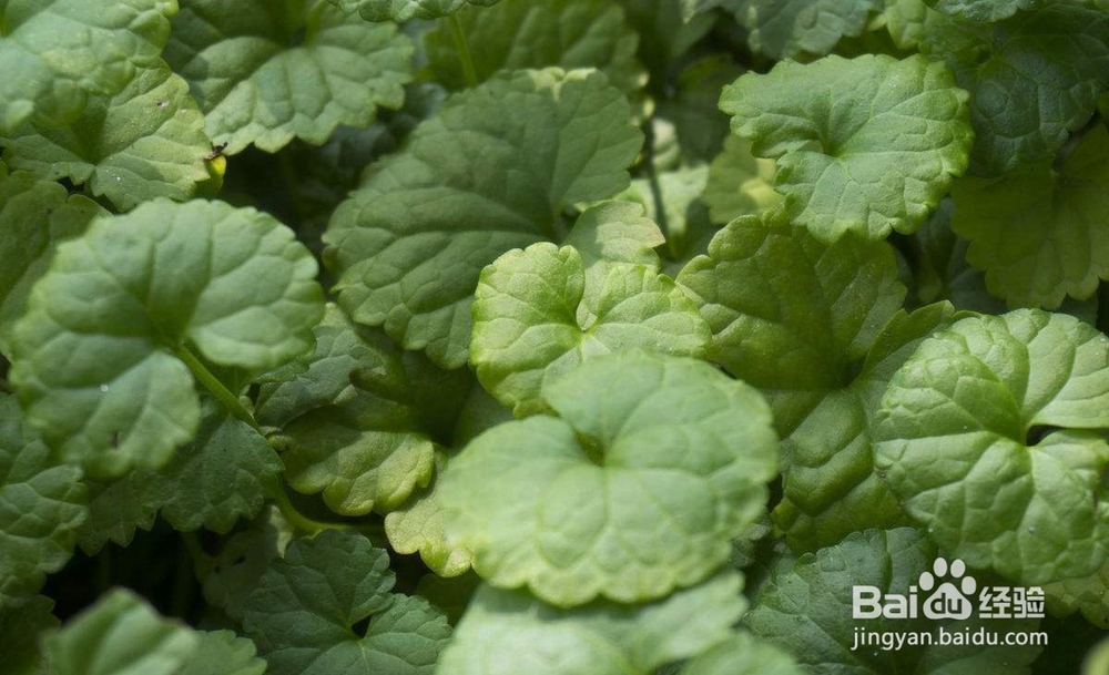 盆栽虎耳草的 诀窍