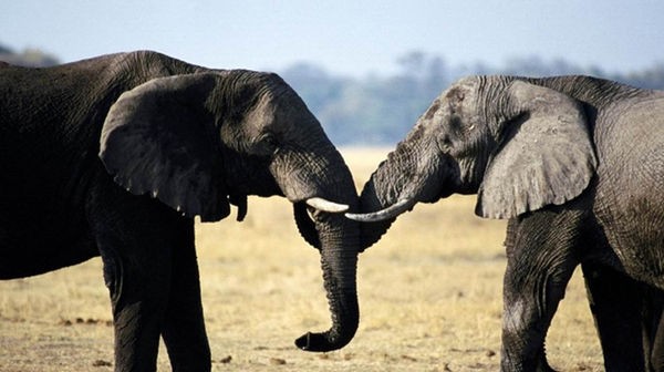 西双版纳的动物有什么