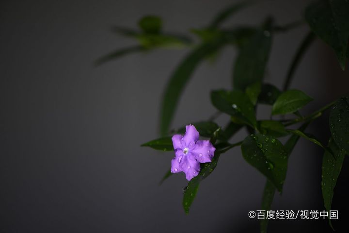 双色茉莉怎么扦插