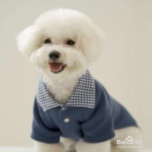 卷毛比熊犬性格特征有哪些