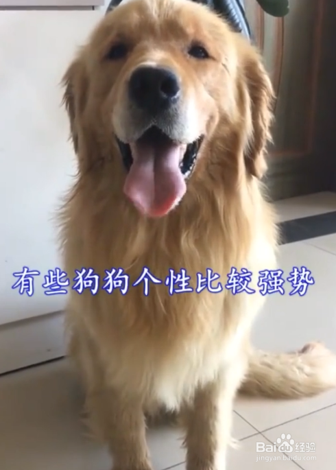狗狗为什么突然不理人？