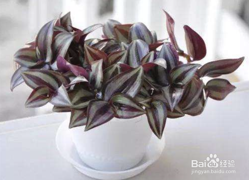 吊竹梅要怎么养？