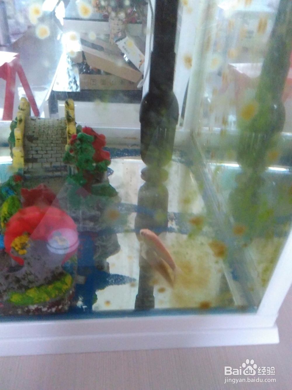 鱼缸的自动清洗方法,省时省力。