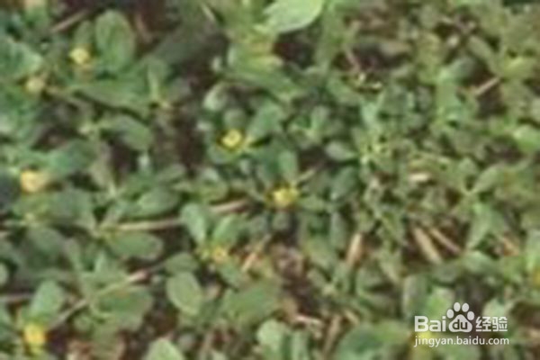 草药就在我们身边：马齿苋