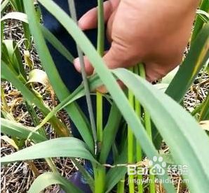 蒜苔怎么抽有什么技巧