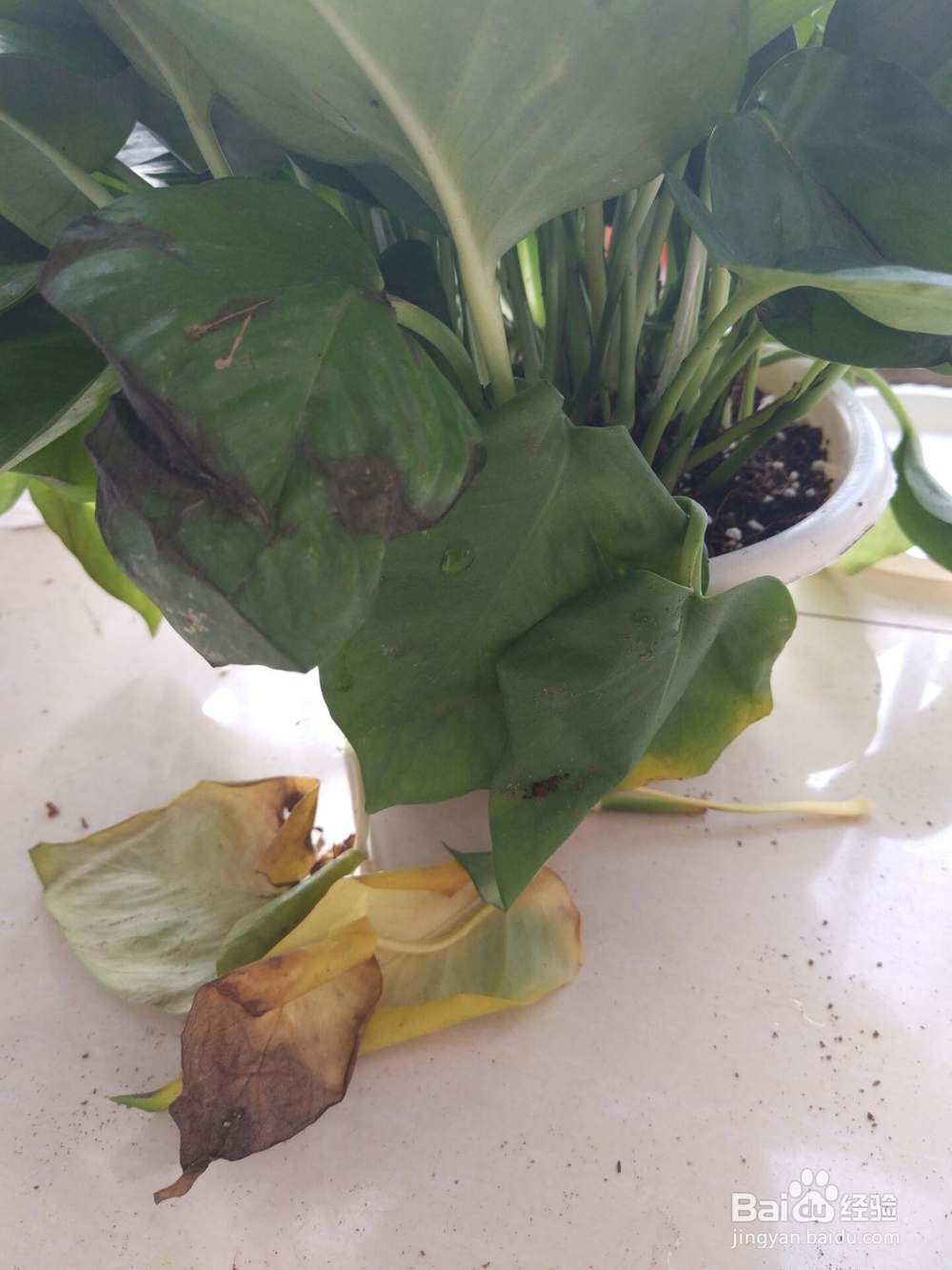 网购来的绿萝(绿植)怎么上盆?怎么打理?