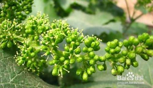 葡萄花穗期怎么管理 百度经验 葡萄花穗期怎么管理 百度经验