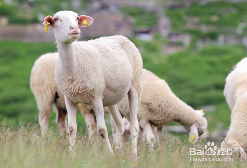 绵羊都是有哪些类型，应该怎么分辨？