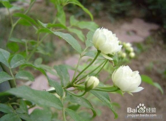 环保 室内环保 哪些植物有利于净化空气