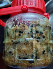 辣蒸小河鱼的做法步骤