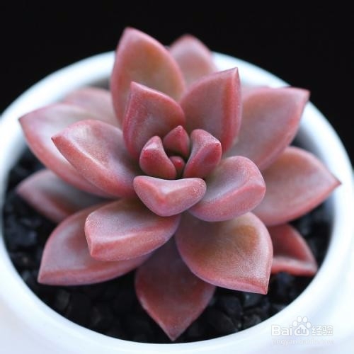 适合冬天养的多肉